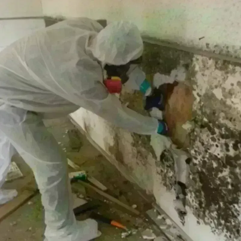 Mold Remediation and Removal in Poth, TX